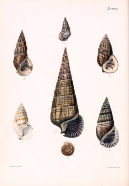 Conchologia iconica veya kabukları molluscous hayvan çizimleri