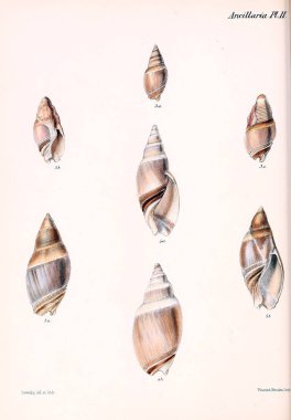 Conchologia iconica veya kabukları molluscous hayvan çizimleri