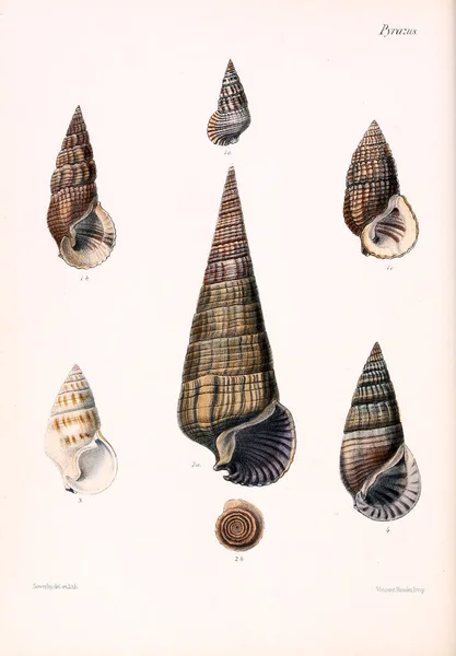 Conchologia Iconica Ilustrações Das Conchas Animais Moluscos — Fotografia de Stock