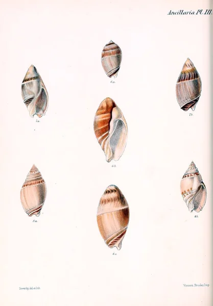 Conchologia Iconica Vagy Héját Molluscous Állatok Illusztrációk — Stock Fotó