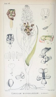 Bitkiler Illustration. Retro görüntü