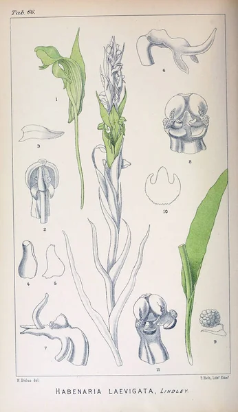 Απεικόνιση Των Φυτών Εικόνα Ρετρό — Φωτογραφία Αρχείου