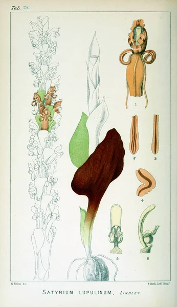 식물의 그림입니다 레트로 이미지 — 스톡 사진