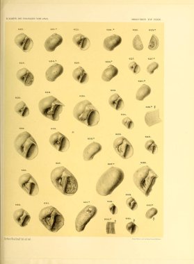 Deniz kabuğu tasviri. Die fossilien von Java auf grund einer sammlung von Dr. R.D.M. Verbeek und von Anderen