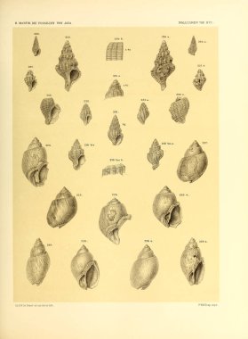 Deniz kabuğu tasviri. Die fossilien von Java auf grund einer sammlung von Dr. R.D.M. Verbeek und von Anderen