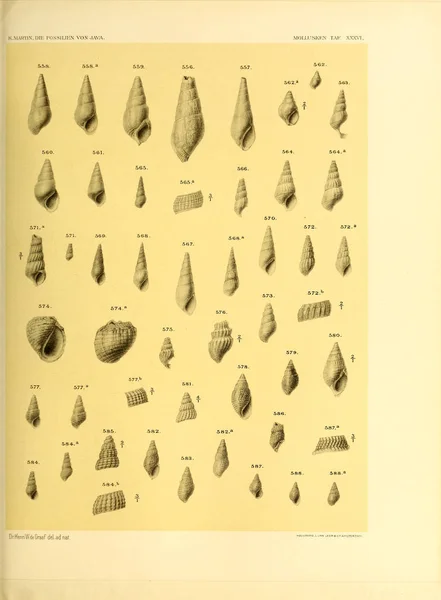 Ilustrace Skořápek Die Fossilien Von Java Auf Grund Einer Sammlung — Stock fotografie