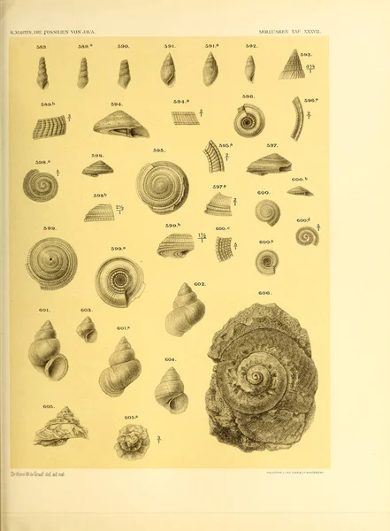 Ilustração Conchas Die Fossilien Von Java Auf Grund Einer Sammlung — Fotografia de Stock