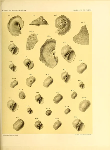 Ilustracja Pocisków Umrzeć Fossilien Von Java Auf Grund Einer Sammlung — Zdjęcie stockowe