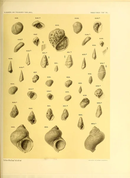 Ilustración Conchas Die Fossilien Von Java Auf Grund Einer Sammlung —  Fotos de Stock