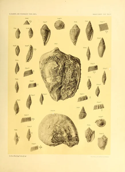 Εικονογράφηση Κοχλιών Die Fossilien Von Java Auf Grund Einer Sammlung — Φωτογραφία Αρχείου