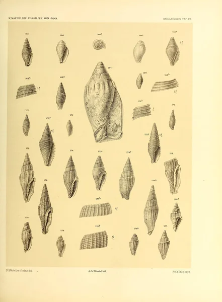 Ilustración Conchas Die Fossilien Von Java Auf Grund Einer Sammlung — Foto de Stock