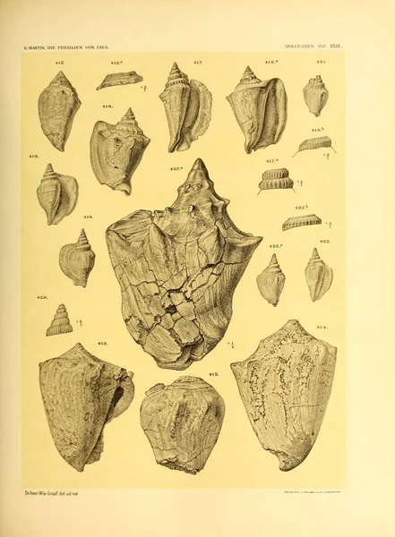 Ilustración Conchas Die Fossilien Von Java Auf Grund Einer Sammlung —  Fotos de Stock