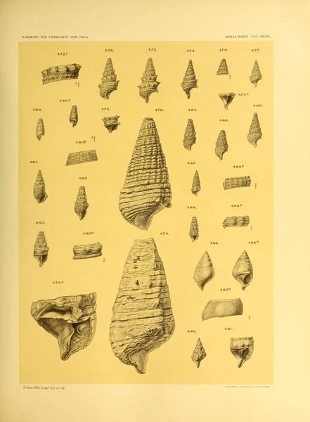 조개의 Die Fossilien Von Java Auf Grund Einer Sammlung Von — 스톡 사진