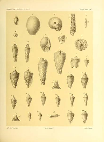 Ilustracja Pocisków Umrzeć Fossilien Von Java Auf Grund Einer Sammlung — Zdjęcie stockowe