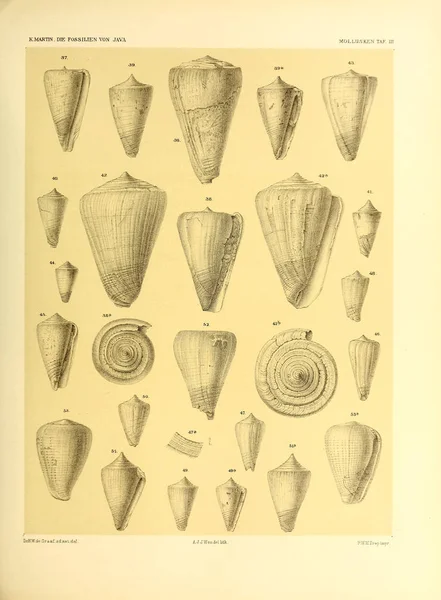 Ilustracja Pocisków Umrzeć Fossilien Von Java Auf Grund Einer Sammlung — Zdjęcie stockowe