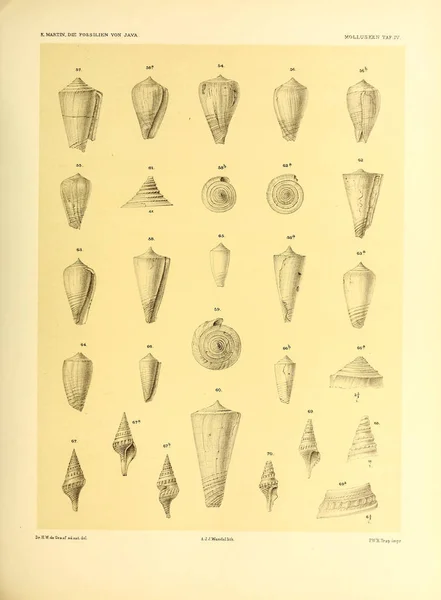 Illustration Skal Die Fossil Von Java Auf Grund Einer Sammlung — Stockfoto