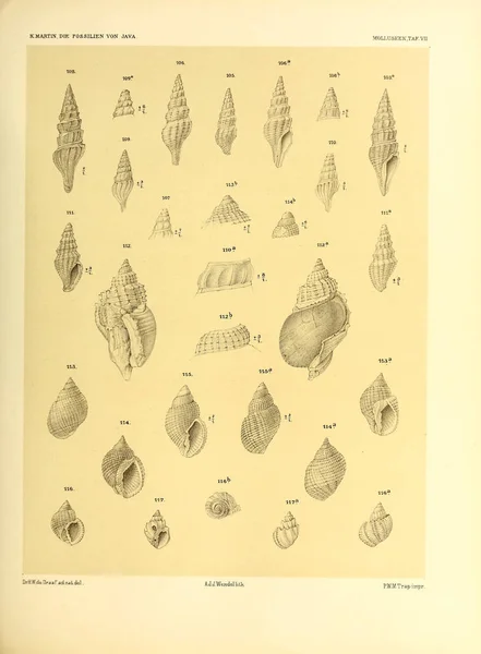 조개의 Die Fossilien Von Java Auf Grund Einer Sammlung Von — 스톡 사진