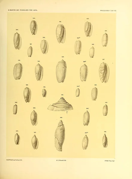 Ilustración Conchas Die Fossilien Von Java Auf Grund Einer Sammlung — Foto de Stock