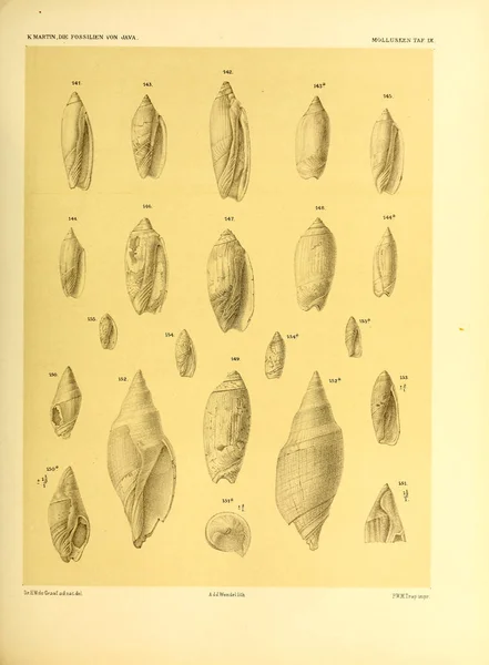 Illustration Coquillages Die Fossilien Von Java Auf Grund Einer Sammlung — Photo