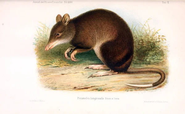 Illustration Animal Old Illustration — Stock Photo, Image