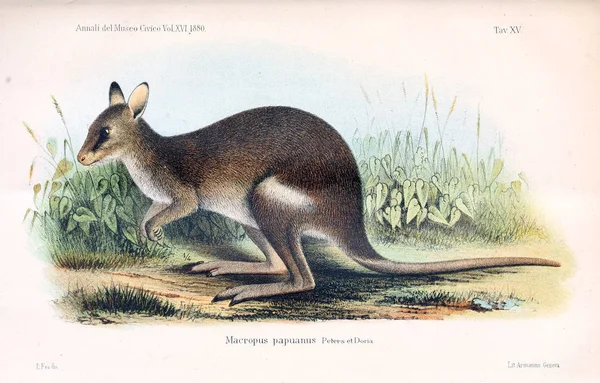 Illustration of a animal old illustration