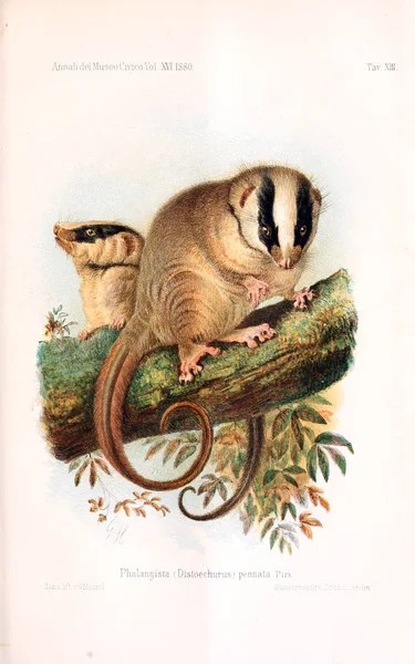 Illustration of a animal old illustration