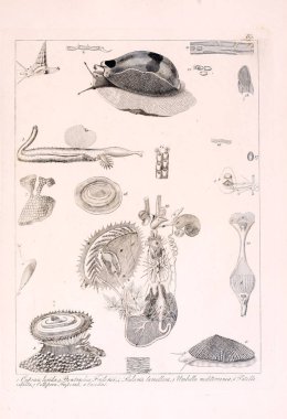 Hayvan Illustration. Retro görüntü