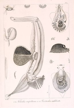 Hayvan Illustration. Retro görüntü