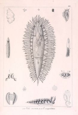 Hayvan Illustration. Retro görüntü