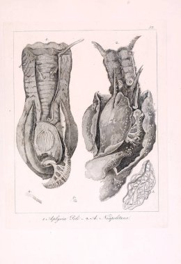 Hayvan Illustration. Retro görüntü