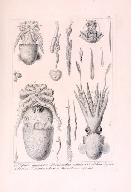 Hayvan Illustration. Retro görüntü