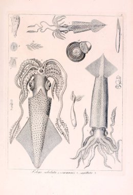 Hayvan Illustration. Retro görüntü