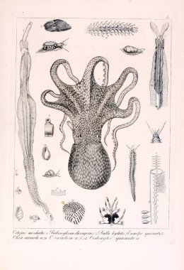 Hayvan Illustration. Retro görüntü