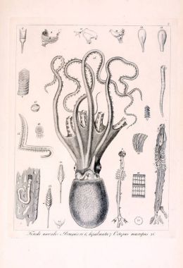 Hayvan Illustration. Retro görüntü