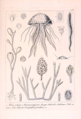 Hayvan Illustration. Retro görüntü