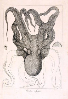 Hayvan Illustration. Retro görüntü