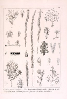 Hayvan Illustration. Retro görüntü