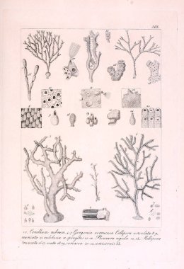 Hayvan Illustration. Retro görüntü