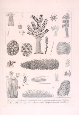 Hayvan Illustration. Retro görüntü