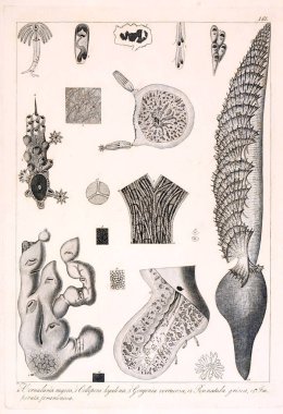 Hayvan Illustration. Retro görüntü