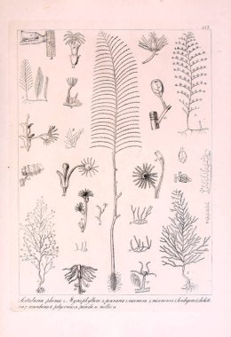 Hayvan Illustration. Retro görüntü