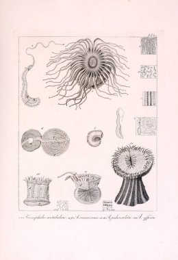 Hayvan Illustration. Retro görüntü