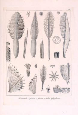 Hayvan Illustration. Retro görüntü