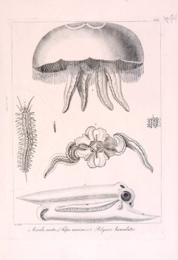 Hayvan Illustration. Retro görüntü