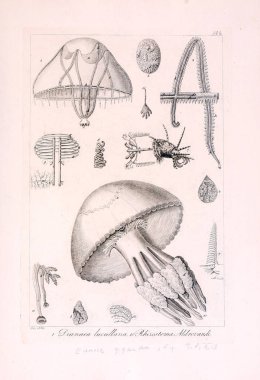 Hayvan Illustration. Retro görüntü