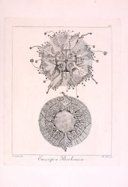 Hayvan Illustration. Retro görüntü