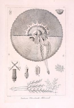 Hayvan Illustration. Retro görüntü