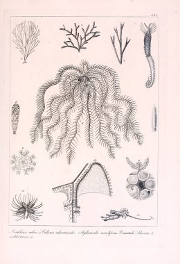 Hayvan Illustration. Retro görüntü