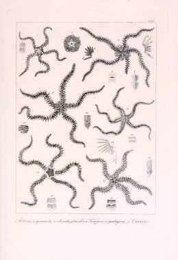 Hayvan Illustration. Retro görüntü