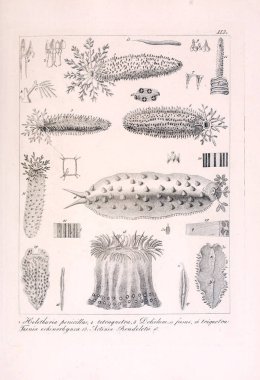 Hayvan Illustration. Retro görüntü